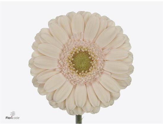 Mini Gerbera Alix-noor x20 c1885