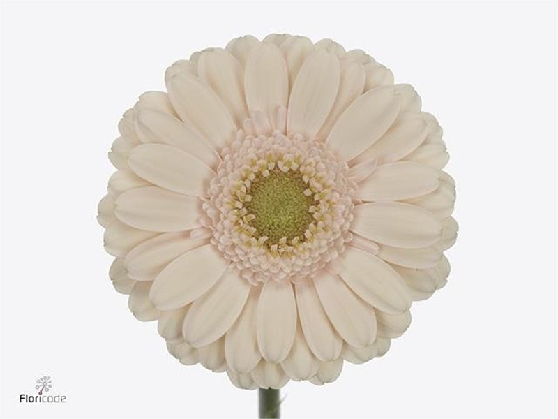 Mini Gerbera Alix-noor x20 c1885