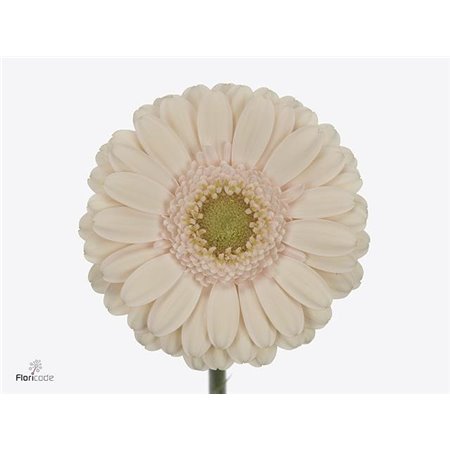 Mini Gerbera Alix-noor x20 c1885