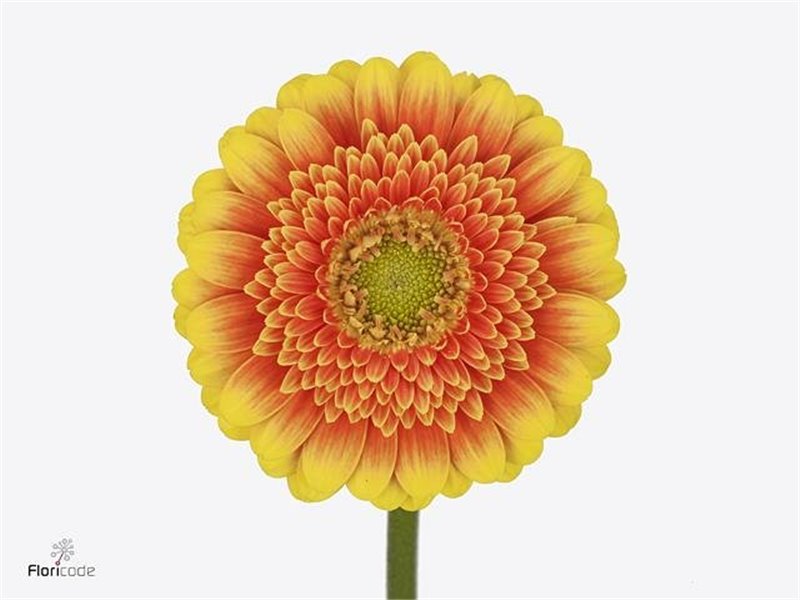 Mini Gerbera Arabel x20 c1888