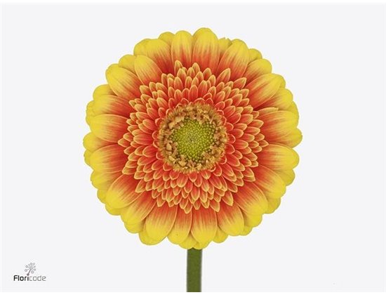 Mini Gerbera Ariba x20 c1889