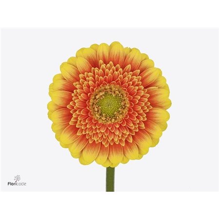 Mini Gerbera Ariba x20 c1889
