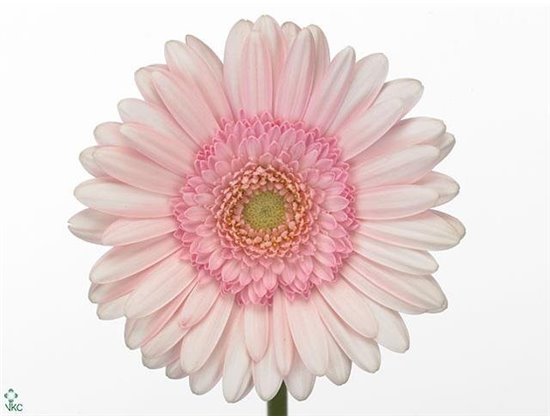 Mini Gerbera Bridal Kimsey x20 c1890