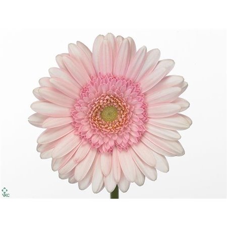 Mini Gerbera Bridal Kimsey x20 c1890