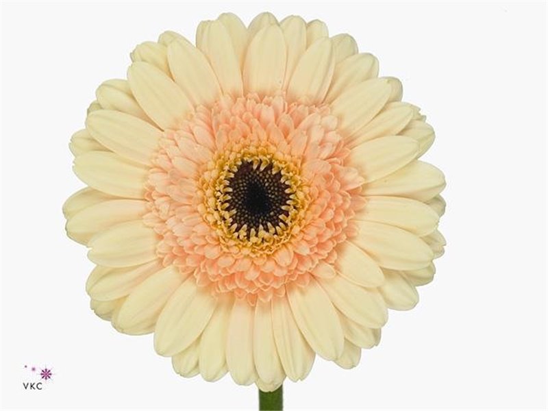 Mini Gerbera Cafe x20 c1891