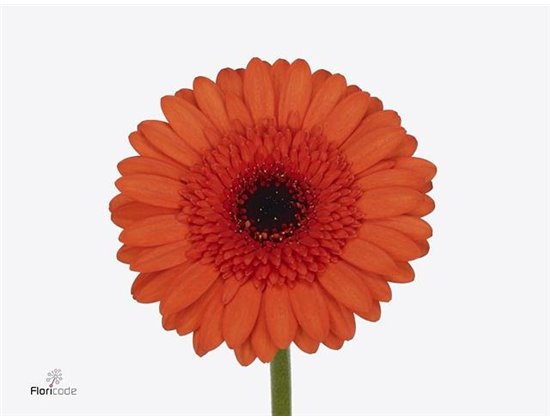 Mini Gerbera Caramba x20 c1892