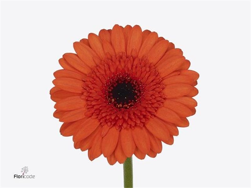 Mini Gerbera Caramba x20 c1892