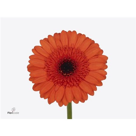 Mini Gerbera Caramba x20 c1892