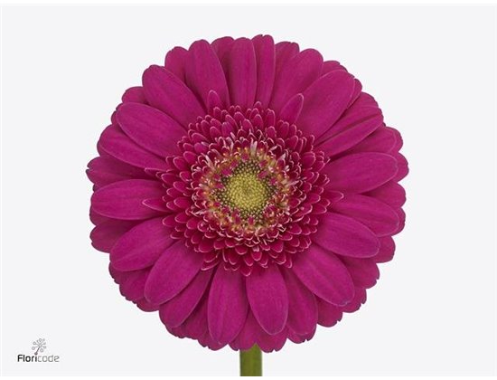 Mini Gerbera Caramba x20 c1893