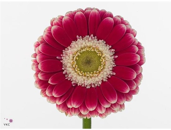 Mini Gerbera Cassis x20 c1894