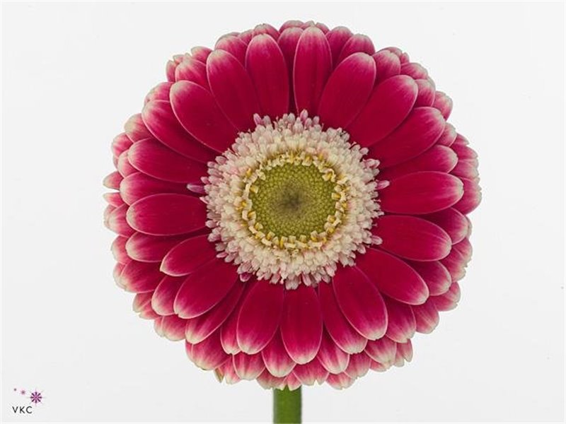 Mini Gerbera Cassis x20 c1894
