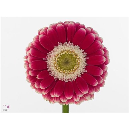 Mini Gerbera Cassis x20 c1894