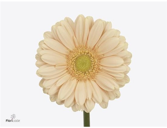 Mini Gerbera Cava x20 c1895
