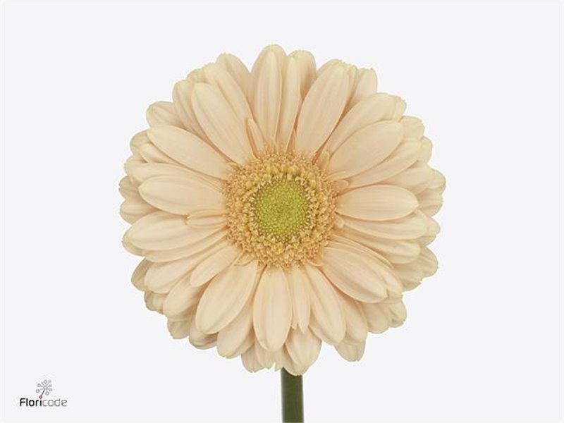 Mini Gerbera Cava x20 c1895