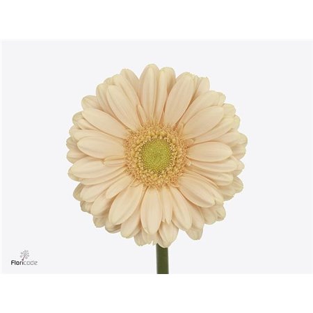 Mini Gerbera Cava x20 c1895