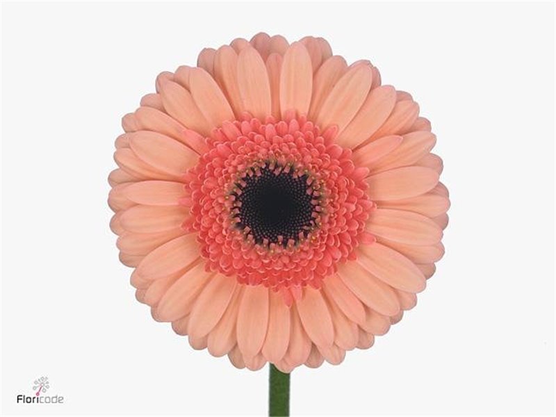 Mini Gerbera Cookie N Cream x20 c1896
