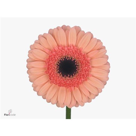 Mini Gerbera Cookie N Cream x20 c1896