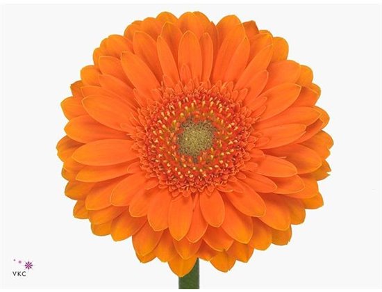Mini Gerbera Cuby x20 c1897