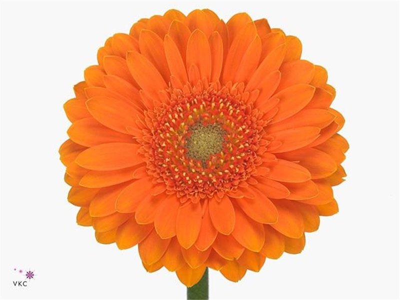 Mini Gerbera Cuby x20 c1897