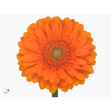 Mini Gerbera Cuby x20 c1897