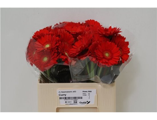 Mini Gerbera Curry x20 c1898