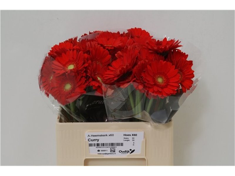 Mini Gerbera Curry x20 c1898