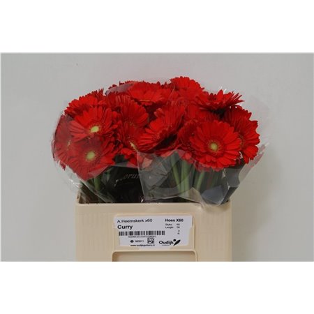 Mini Gerbera Curry x20 c1898