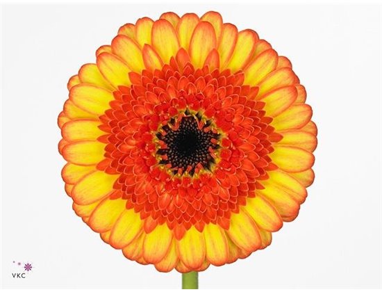 Mini Gerbera Decora x20 c1900