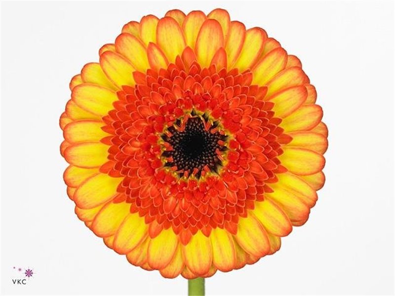 Mini Gerbera Decora x20 c1900