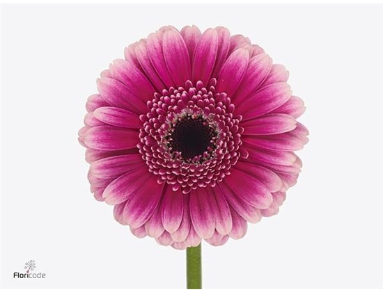 Mini Gerbera Design x20 c1901