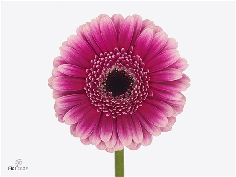 Mini Gerbera Design x20 c1901