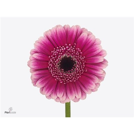 Mini Gerbera Design x20 c1901