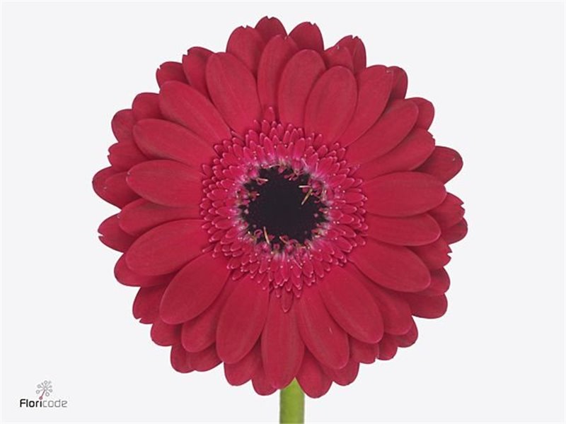 Mini Gerbera Diana x20 c1902