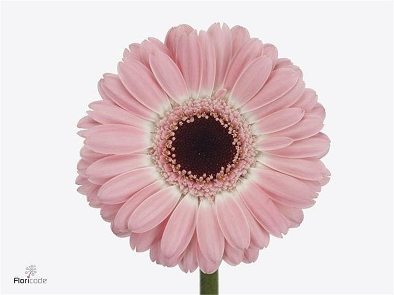 Mini Gerbera Dixon x20 c1903