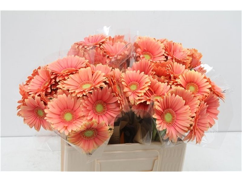 Mini Gerbera Dora x20 c1904