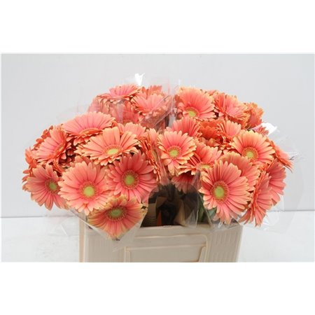 Mini Gerbera Dora x20 c1904