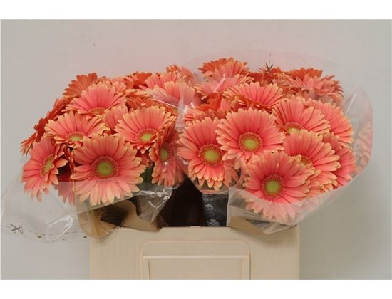 Mini Gerbera Dora x20 c1905