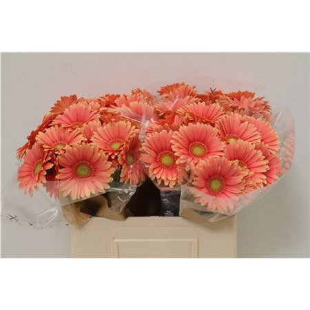Mini Gerbera Dora x20 c1905