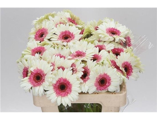 Mini Gerbera Double Fun x20 c1909