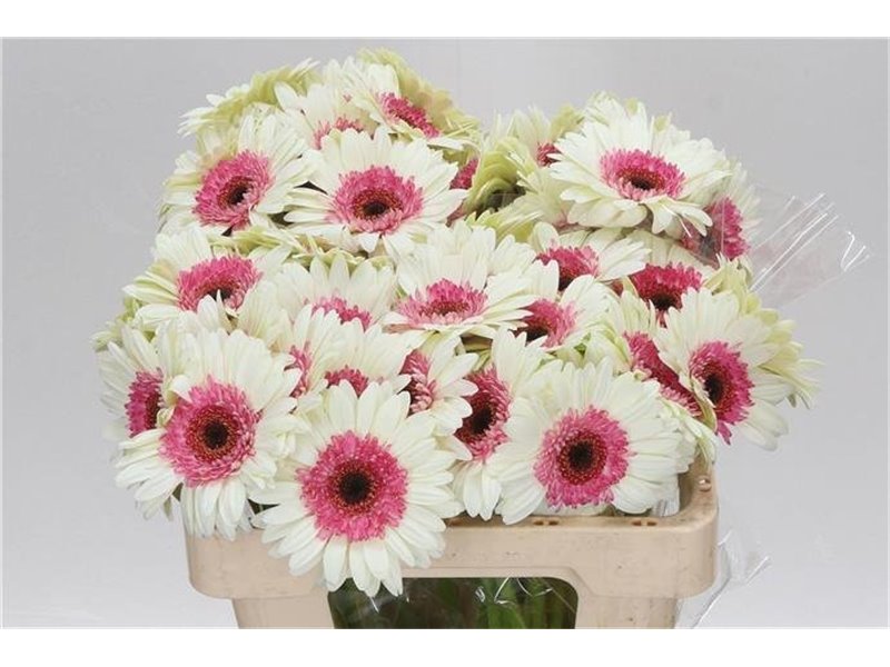 Mini Gerbera Double Fun x20 c1909