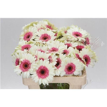 Mini Gerbera Double Fun x20 c1910