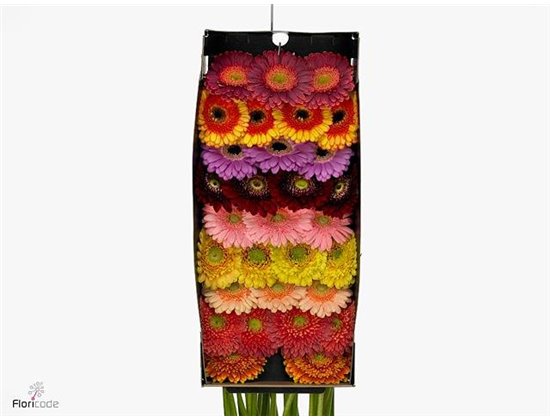 Mini Gerbera Elite Mixed Mixed X20(kwekers Keus) c1911