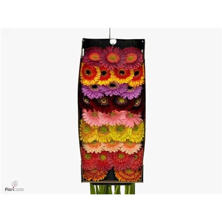 Mini Gerbera Elite Mixed Mixed X20(kwekers Keus) c1911