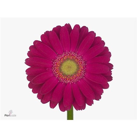 Mini Gerbera Elvis x20 c1912