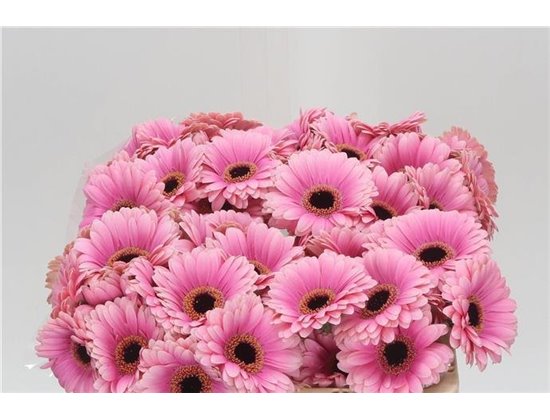 Mini Gerbera Esmee x20 c1913