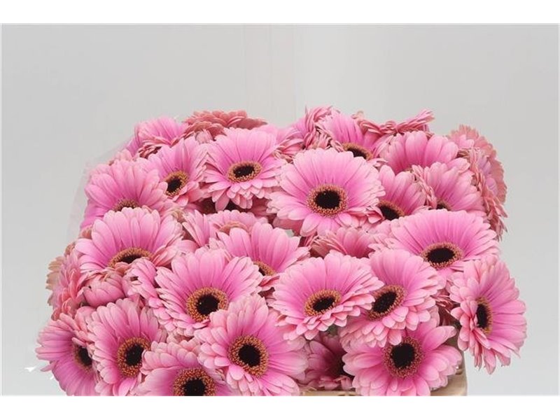 Mini Gerbera Esmee x20 c1913