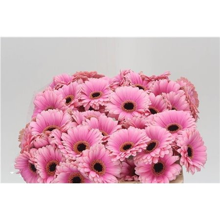 Mini Gerbera Esmee x20 c1913
