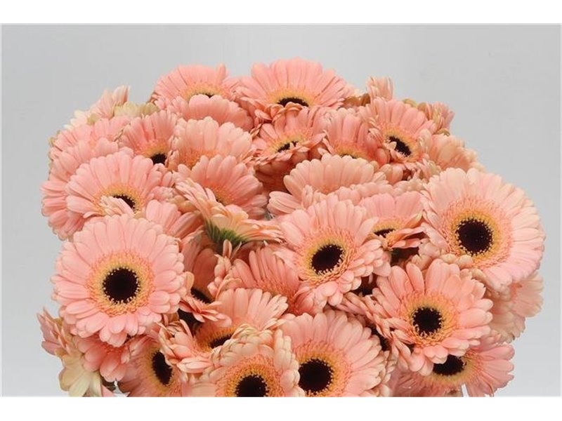 Mini Gerbera Esmee x20 c1914