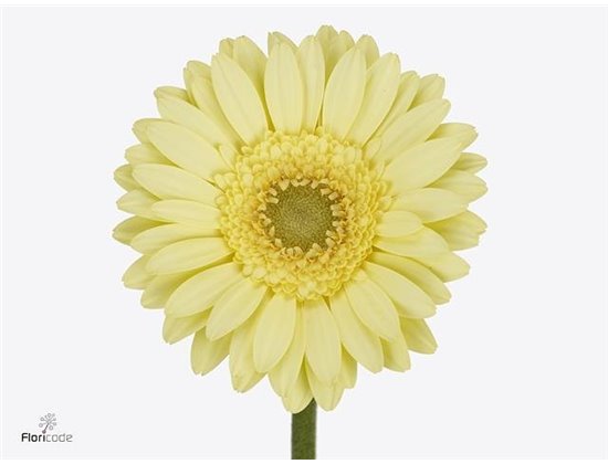 Mini Gerbera Green Tea x20 c1917