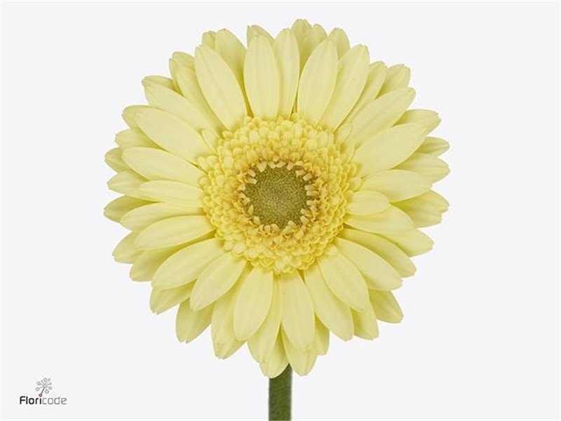 Mini Gerbera Green Tea x20 c1917
